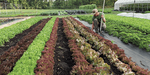 micro-farm