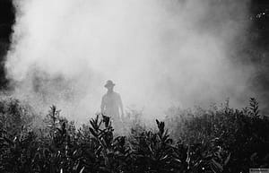 pesticides