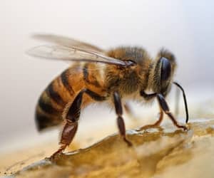 insects - bee
