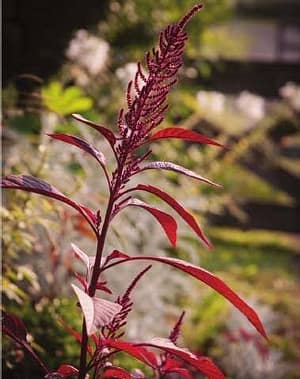 plant