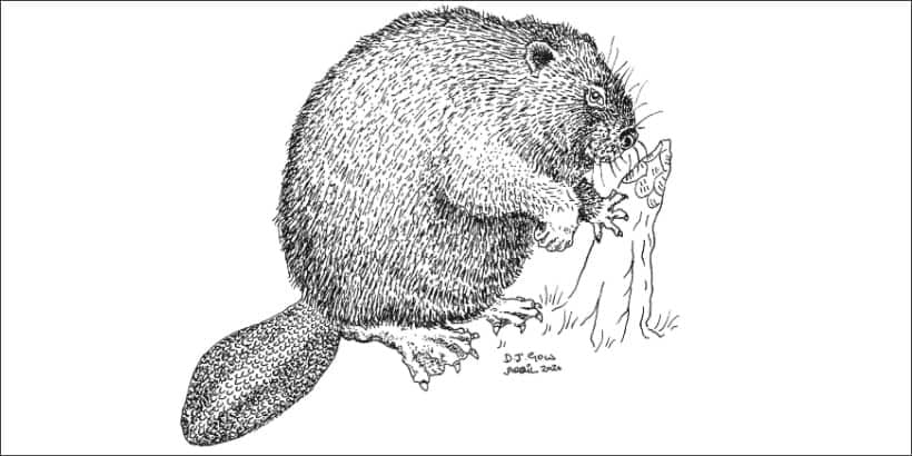 beaver illustration by Derek Gow