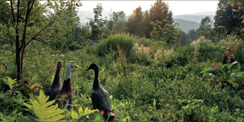 ResilientFarmHomestead_Ducks-Max-Quality