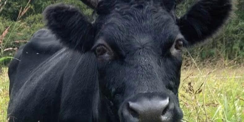 art-science-grazing-cow-panorama-e94d41cd47dbc4e1caea6d3fc1bef795-5a8351871d42d art-science-grazing-cow-panorama-e94d41cd47dbc4e1caea6d3fc1bef795-5a8351871d42d