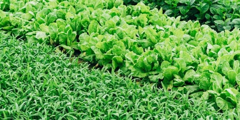tao_leafygreens_bannersnack leafy greens