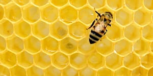 bee on honey comb