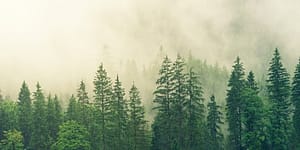 tops of trees in a forest