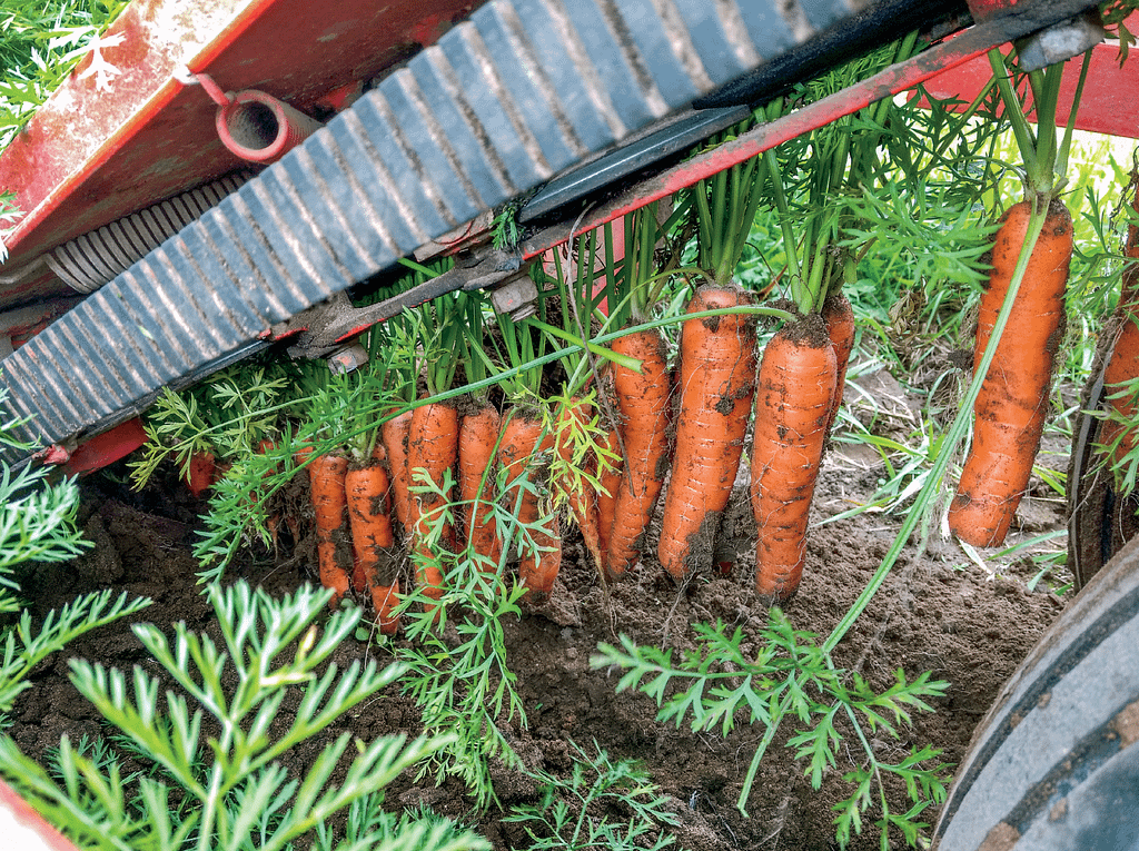 Carrots dangle from the harvest belts