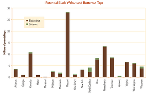 Graph of tappable butternut trees
