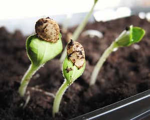 sprouts