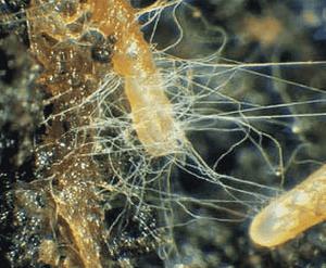 fungus root strands