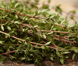thyme