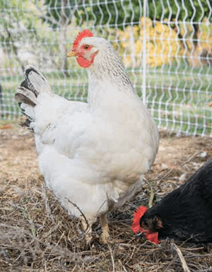 poultry flock