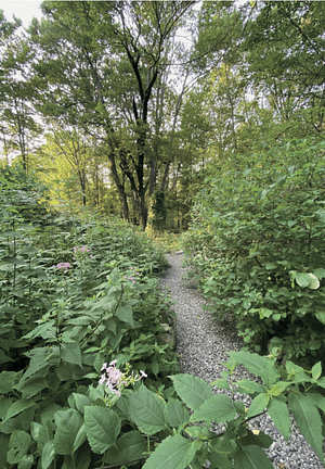 planting site