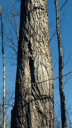 butternut tress
