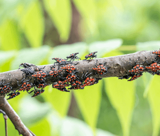 lanternfly group on branch