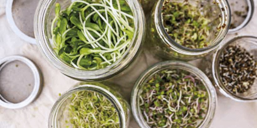 The Healthy Bones Plant-Based Nutrition Plan and Cookbook Sprout The Healthy Bones Plant-Based Nutrition Plan and Cookbook Sprout