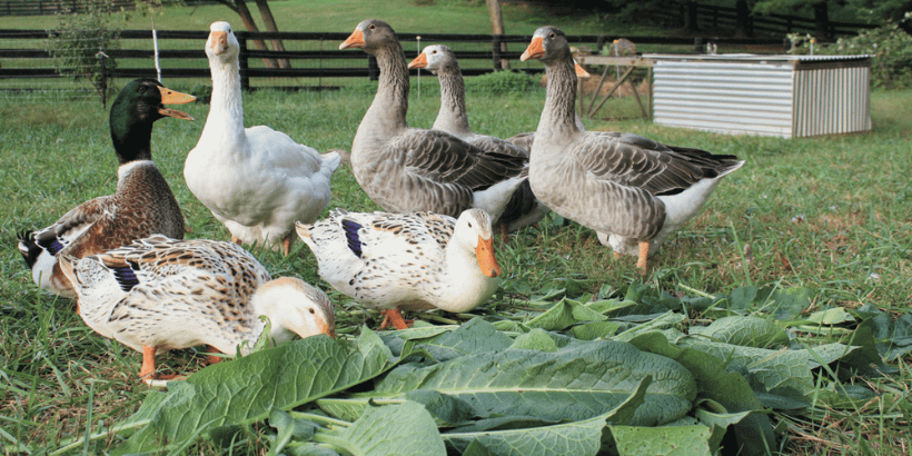feedingflock_smallscale_book feeding your flock