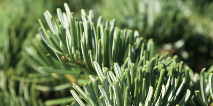 fir_banner_forageharvestfeast_book