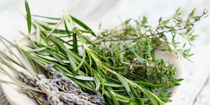 herbs_banner_bannersnack herbs_banner_bannersnack