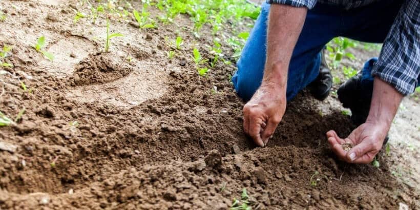 no till_banner_bannersnack man planting seeds in dirt