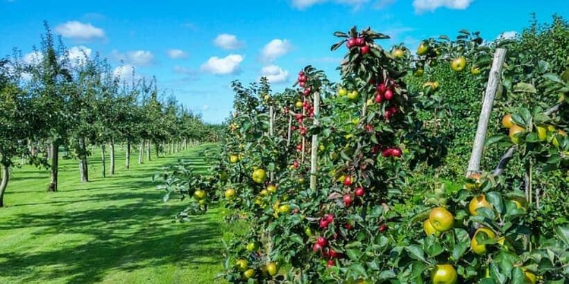 uncultivated_apple trees_bannersnack apple orchard