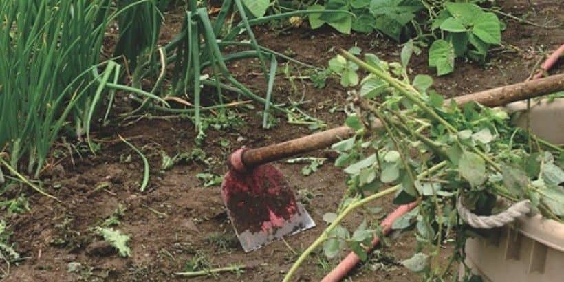 weeding_TaoOfVegGardening_book garden weeding