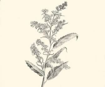 herbalism
