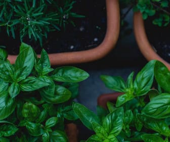 herbalism