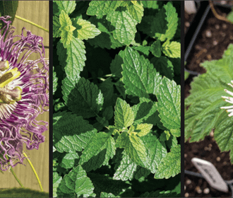 herbalism