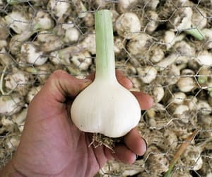 garlic growing