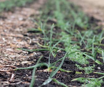 garlic growing