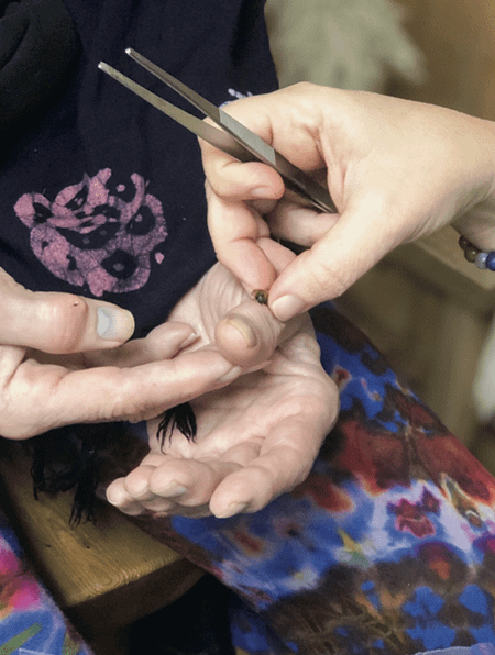 honey bee venom therapy