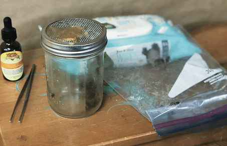 honey bee venom therapy