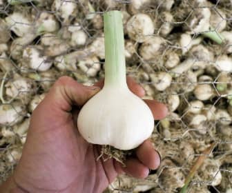 garlic growing