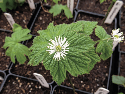 medicinal herb garden - golden seal