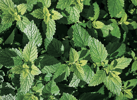 medicinal herb garden - lemon balm 