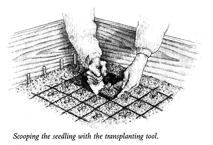 cold frame