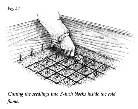 cold frame