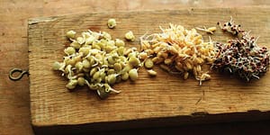 Sprouted Amaranth Alegria Energy Bars | Chelsea Green Publishing