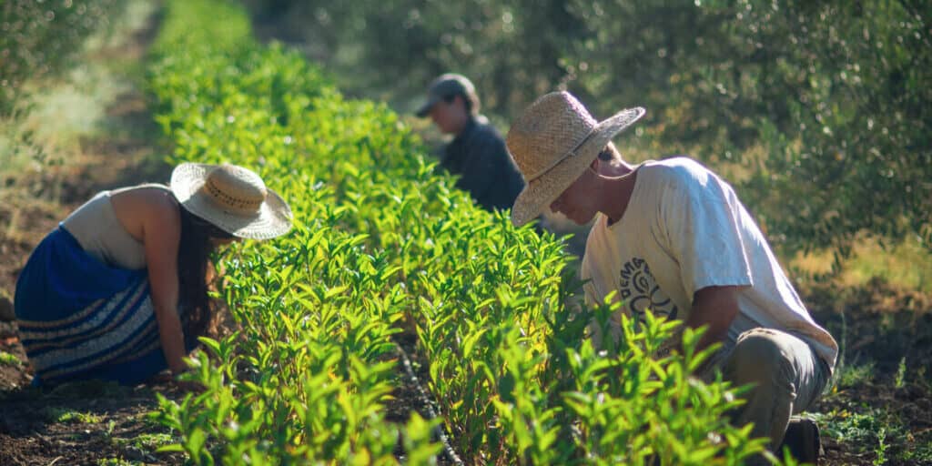 people farming