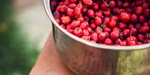 rosehip berries