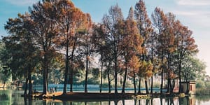 A grove of trees on an island