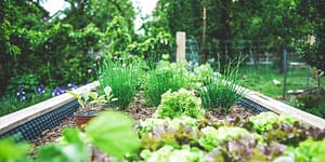 vegetable garden