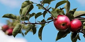 apples on a tree