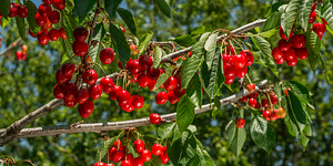 fruit trees