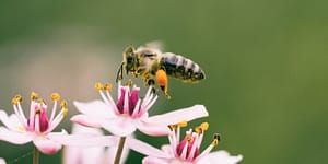 honeybee on flower