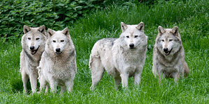 grey wolves