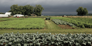 lean vegetable farm