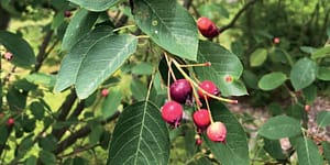 juneberry