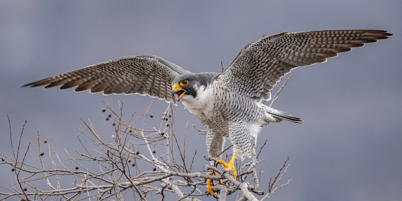 Peregrine Falcons: Then and Now | Chelsea Green Publishing